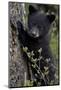 Black Bear (Ursus Americanus) Cub of the Year or Spring Cub, Yellowstone National Park, Wyoming-James Hager-Mounted Photographic Print
