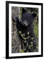 Black Bear (Ursus Americanus) Cub of the Year or Spring Cub, Yellowstone National Park, Wyoming-James Hager-Framed Photographic Print