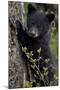 Black Bear (Ursus Americanus) Cub of the Year or Spring Cub, Yellowstone National Park, Wyoming-James Hager-Mounted Photographic Print