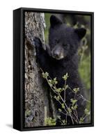 Black Bear (Ursus Americanus) Cub of the Year or Spring Cub, Yellowstone National Park, Wyoming-James Hager-Framed Stretched Canvas