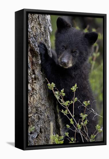 Black Bear (Ursus Americanus) Cub of the Year or Spring Cub, Yellowstone National Park, Wyoming-James Hager-Framed Stretched Canvas