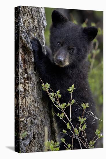 Black Bear (Ursus Americanus) Cub of the Year or Spring Cub, Yellowstone National Park, Wyoming-James Hager-Stretched Canvas