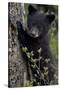 Black Bear (Ursus Americanus) Cub of the Year or Spring Cub, Yellowstone National Park, Wyoming-James Hager-Stretched Canvas