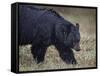 Black Bear (Ursus Americanus) in the Snow-James Hager-Framed Stretched Canvas