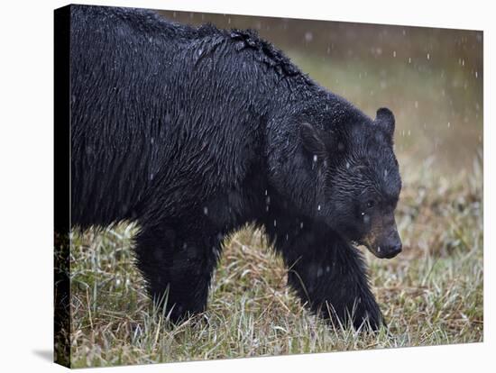 Black Bear (Ursus Americanus) in the Snow-James Hager-Stretched Canvas