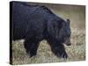 Black Bear (Ursus Americanus) in the Snow-James Hager-Stretched Canvas
