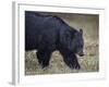 Black Bear (Ursus Americanus) in the Snow-James Hager-Framed Photographic Print