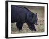 Black Bear (Ursus Americanus) in the Snow-James Hager-Framed Photographic Print