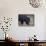 Black Bear (Ursus Americanus) in the Snow-James Hager-Mounted Photographic Print displayed on a wall