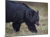 Black Bear (Ursus Americanus) in the Snow-James Hager-Mounted Photographic Print