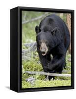 Black Bear (Ursus Americanus), Jasper National Park, Alberta, Canada, North America-James Hager-Framed Stretched Canvas