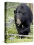 Black Bear (Ursus Americanus), Jasper National Park, Alberta, Canada, North America-James Hager-Stretched Canvas