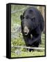 Black Bear (Ursus Americanus), Jasper National Park, Alberta, Canada, North America-James Hager-Framed Stretched Canvas