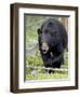 Black Bear (Ursus Americanus), Jasper National Park, Alberta, Canada, North America-James Hager-Framed Photographic Print