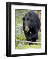 Black Bear (Ursus Americanus), Jasper National Park, Alberta, Canada, North America-James Hager-Framed Photographic Print