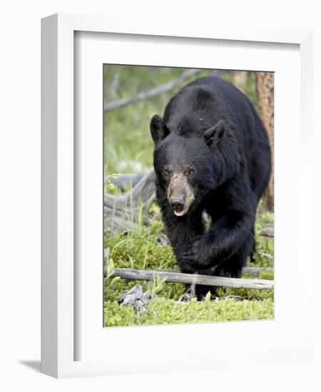 Black Bear (Ursus Americanus), Jasper National Park, Alberta, Canada, North America-James Hager-Framed Photographic Print