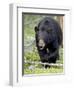 Black Bear (Ursus Americanus), Jasper National Park, Alberta, Canada, North America-James Hager-Framed Photographic Print