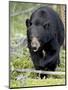 Black Bear (Ursus Americanus), Jasper National Park, Alberta, Canada, North America-James Hager-Mounted Photographic Print