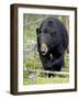 Black Bear (Ursus Americanus), Jasper National Park, Alberta, Canada, North America-James Hager-Framed Photographic Print