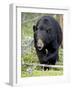 Black Bear (Ursus Americanus), Jasper National Park, Alberta, Canada, North America-James Hager-Framed Photographic Print