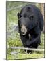 Black Bear (Ursus Americanus), Jasper National Park, Alberta, Canada, North America-James Hager-Mounted Photographic Print