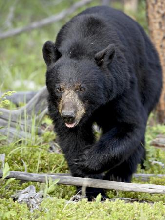https://imgc.allpostersimages.com/img/posters/black-bear-ursus-americanus-jasper-national-park-alberta-canada-north-america_u-L-PFN77Q0.jpg?artPerspective=n