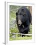 Black Bear (Ursus Americanus), Jasper National Park, Alberta, Canada, North America-James Hager-Framed Photographic Print