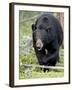 Black Bear (Ursus Americanus), Jasper National Park, Alberta, Canada, North America-James Hager-Framed Photographic Print