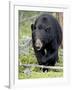 Black Bear (Ursus Americanus), Jasper National Park, Alberta, Canada, North America-James Hager-Framed Photographic Print