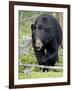 Black Bear (Ursus Americanus), Jasper National Park, Alberta, Canada, North America-James Hager-Framed Photographic Print