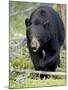 Black Bear (Ursus Americanus), Jasper National Park, Alberta, Canada, North America-James Hager-Mounted Photographic Print