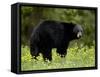 Black Bear (Ursus Americanus), Manning Provincial Park, British Columbia, Canada, North America-James Hager-Framed Stretched Canvas