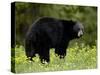 Black Bear (Ursus Americanus), Manning Provincial Park, British Columbia, Canada, North America-James Hager-Stretched Canvas