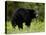 Black Bear (Ursus Americanus), Manning Provincial Park, British Columbia, Canada, North America-James Hager-Stretched Canvas