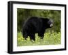 Black Bear (Ursus Americanus), Manning Provincial Park, British Columbia, Canada, North America-James Hager-Framed Photographic Print