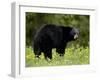 Black Bear (Ursus Americanus), Manning Provincial Park, British Columbia, Canada, North America-James Hager-Framed Photographic Print