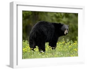 Black Bear (Ursus Americanus), Manning Provincial Park, British Columbia, Canada, North America-James Hager-Framed Photographic Print