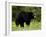 Black Bear (Ursus Americanus), Manning Provincial Park, British Columbia, Canada, North America-James Hager-Framed Photographic Print