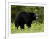 Black Bear (Ursus Americanus), Manning Provincial Park, British Columbia, Canada, North America-James Hager-Framed Photographic Print