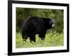 Black Bear (Ursus Americanus), Manning Provincial Park, British Columbia, Canada, North America-James Hager-Framed Photographic Print