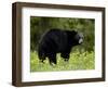 Black Bear (Ursus Americanus), Manning Provincial Park, British Columbia, Canada, North America-James Hager-Framed Photographic Print