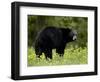 Black Bear (Ursus Americanus), Manning Provincial Park, British Columbia, Canada, North America-James Hager-Framed Photographic Print