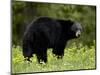 Black Bear (Ursus Americanus), Manning Provincial Park, British Columbia, Canada, North America-James Hager-Mounted Photographic Print