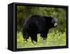 Black Bear (Ursus Americanus), Manning Provincial Park, British Columbia, Canada, North America-James Hager-Framed Stretched Canvas