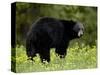 Black Bear (Ursus Americanus), Manning Provincial Park, British Columbia, Canada, North America-James Hager-Stretched Canvas