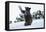 Black Bear (Ursus Americanus), Montana, United States of America, North America-Janette Hil-Framed Stretched Canvas
