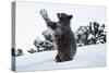 Black Bear (Ursus Americanus), Montana, United States of America, North America-Janette Hil-Stretched Canvas
