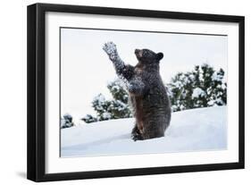 Black Bear (Ursus Americanus), Montana, United States of America, North America-Janette Hil-Framed Photographic Print