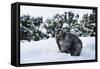 Black Bear (Ursus Americanus), Montana, United States of America, North America-Janette Hil-Framed Stretched Canvas