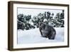 Black Bear (Ursus Americanus), Montana, United States of America, North America-Janette Hil-Framed Photographic Print